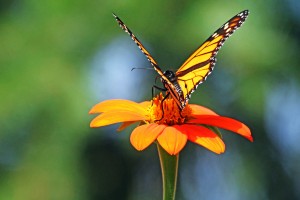 Orange Torch And Monarch